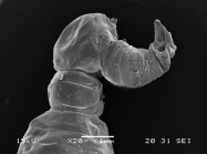Dendrapta nasicola Irigoitia, Taglioretti & Timi, 2020