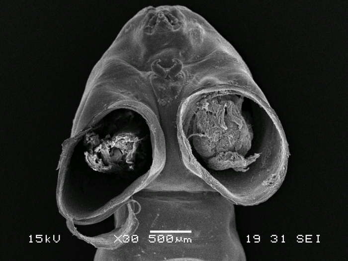 Dendrapta nasicola Irigoitia, Taglioretti & Timi, 2020