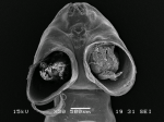 Dendrapta nasicola
