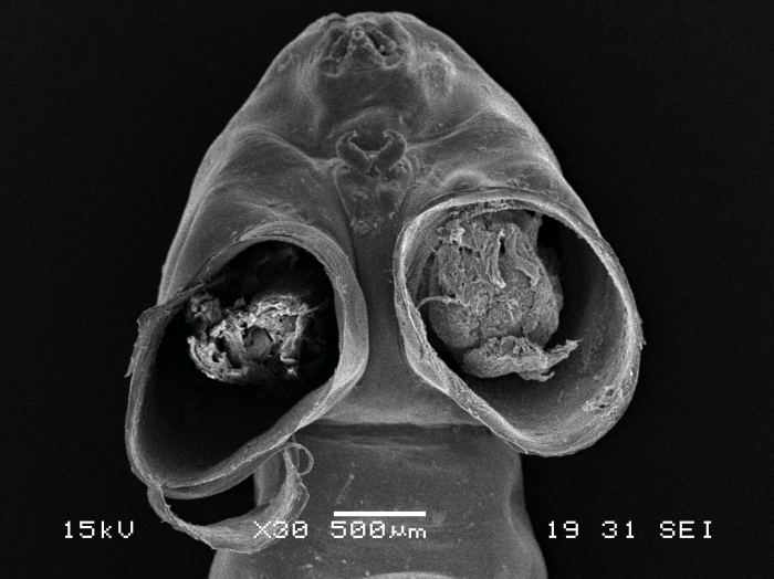 Dendrapta nasicola