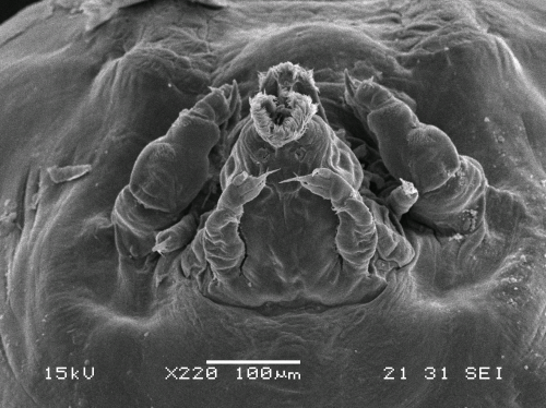 Dendrapta nasicola Irigoitia, Taglioretti & Timi, 2020