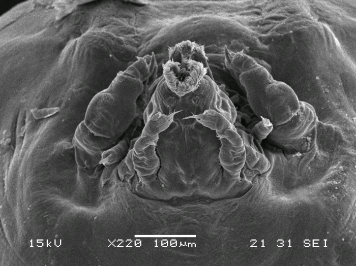 Dendrapta nasicola