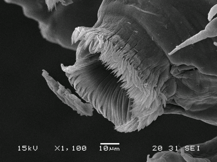 Dendrapta nasicola