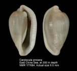 Carpiscula procera