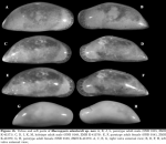 Ostracoda (seed shrimp)