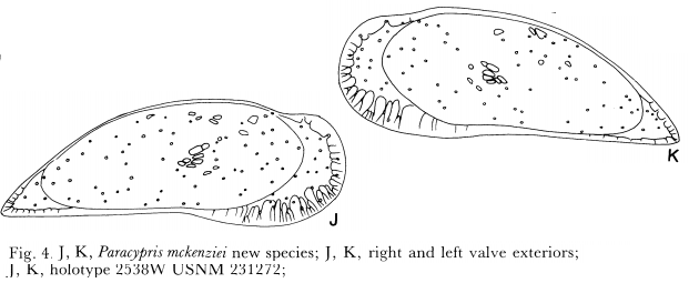 Paracypris mckenziei Maddocks, 1988 from the original description