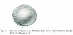 Polycopidae