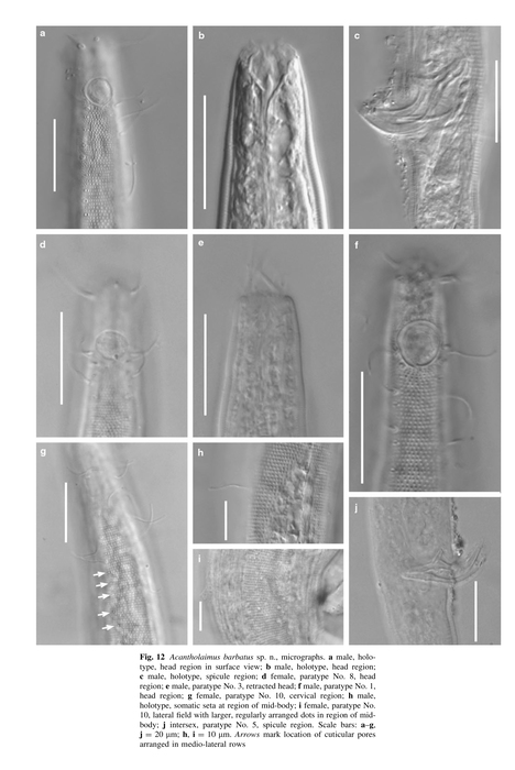 Acantholaimus barbatus Miljutina & Miljutin, 2012