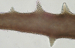 Caulacanthus ustulatus