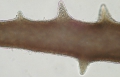 Rhodophyta (red algae)