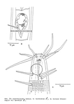 Acantholaimus caecus Bussau, 1993