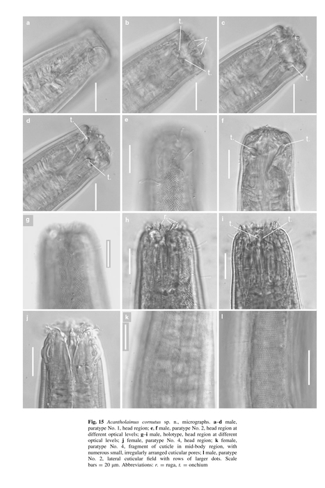 Acantholaimus cornutus Miljutina & Miljutin, 2012 Acantholaimus cornutus Miljutina & Miljutin, 2012
