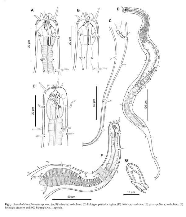 Acantholaimus formosus Miljutina, Miljutin & Tchesunov, 2013