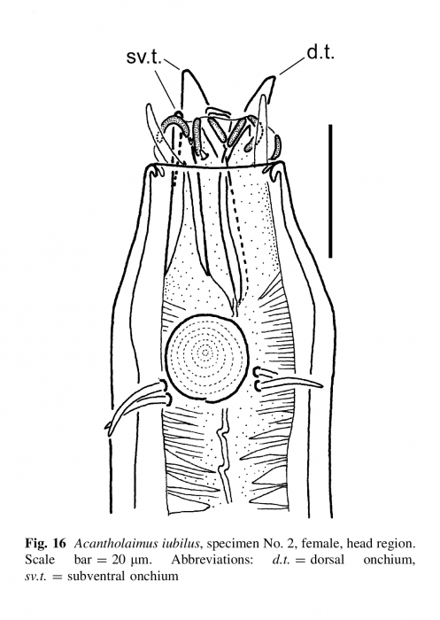 Acantholaimus iubilus Gerlach, Schrage & Riemann, 1979