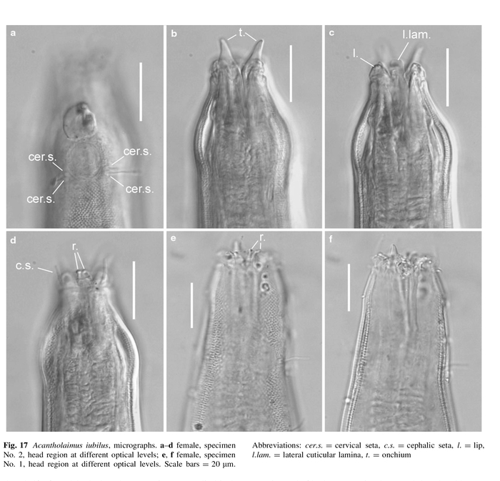 Acantholaimus iubilus Gerlach, Schrage & Riemann, 1979