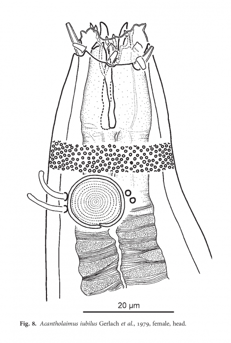 Acantholaimus iubilus Gerlach, Schrage & Riemann, 1979