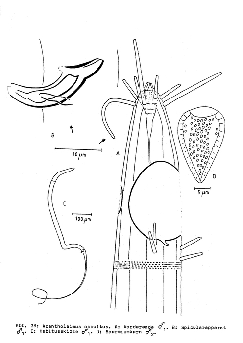 Acantholaimus occultus Bussau, 1993 Acantholaimus occultus Bussau, 1993