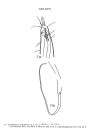 Acantholaimus longisetosus Allg, 1933