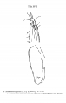 Acantholaimus longisetosus Allgén, 1933