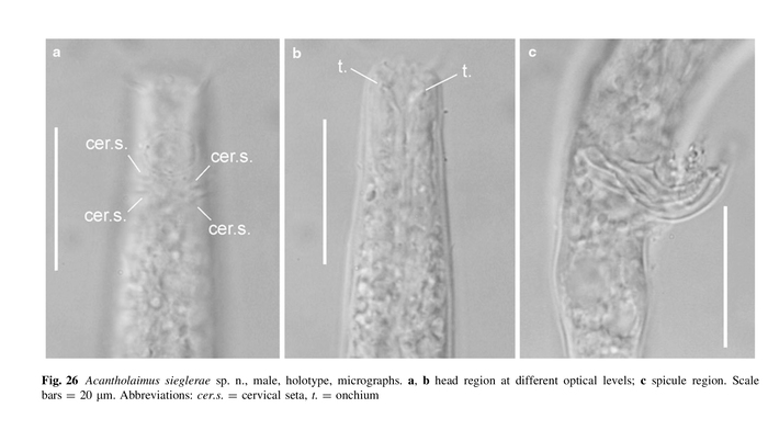 Acantholaimus sieglerae Miljutina & Miljutin, 2012 Acantholaimus sieglerae Miljutina & Miljutin, 2012