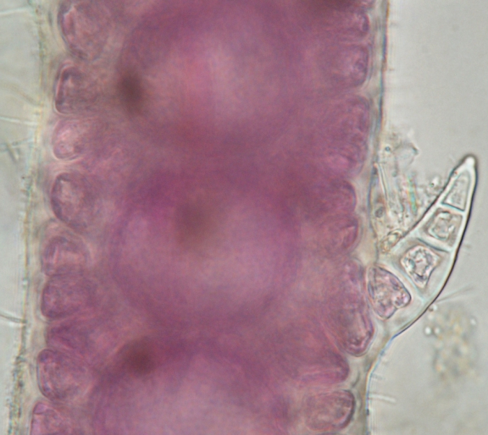 Ceramium gaditanum Ceramium gaditanum