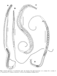 Acantholaimus Allgén, 1933