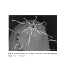 Acantholaimus Allg, 1933