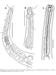 Acantholaimus Allgén, 1933