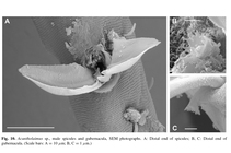 Acantholaimus Allg, 1933