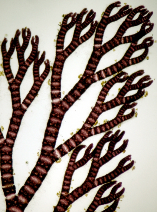 Ceramium pallidum Ceramium pallidum