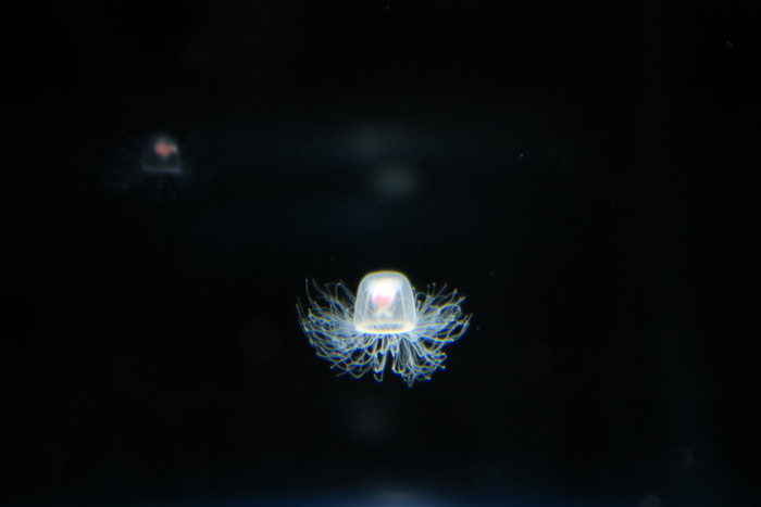 Turritopsis rubra Turritopsis rubra