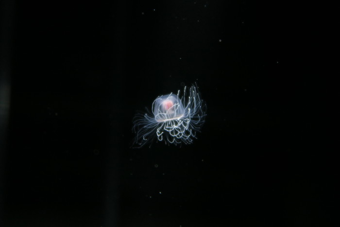 Turritopsis rubra Turritopsis rubra