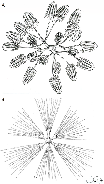 Advhena magnifica Castello-Branco, Collins & Hajdu, 2020