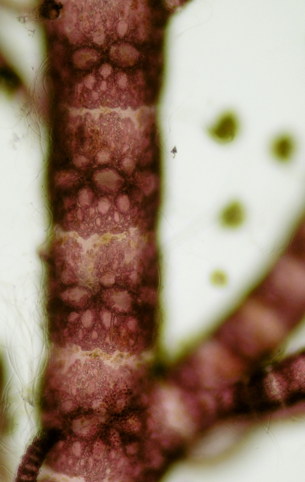 Ceramium pallidum Ceramium pallidum