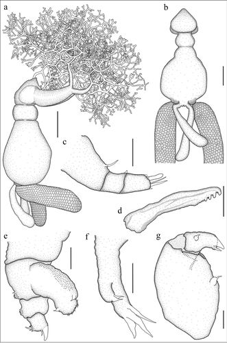 Dendrapta nasicola Irigoitia, Taglioretti & Timi, 2020