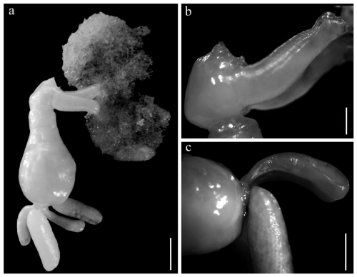 Dendrapta nasicola Irigoitia, Taglioretti & Timi, 2020