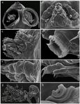 Figure. 3 Dendrapta nasicola n. sp. (adult female) from Bathyraja scaphiops (Arhynchobatidae), scanning electron micrographs (SEM). a cephalothorax (ventral view). b buccal appendices (ventral view). c buccal appendices (lateral view). d mouth cone detail (lateral view). e antenna. f maxillule. g maxilla. h bulla. Abbreviations: A1 Antennule. A2 Antenna. MC Mouth cone. Mx1 Maxillule. Mx2 Maxilla Mxp Maxilliped. Scale bars: a = 500 µm; b, c = 100 µm; d, h = 10

Link to publication: https://www.marinespecies.org/aphia.php?p=sourcedetails&id=391434