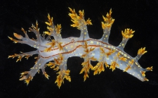 Dendronotus yrjargul Korshunova, Bakken, Gran, K. B. Johnson, Lundin & Martynov, 2020