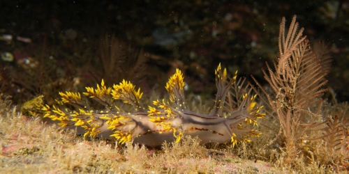 Dendronotus yrjargul Korshunova, Bakken, Grøtan, K. B. Johnson, Lundin & Martynov, 2020