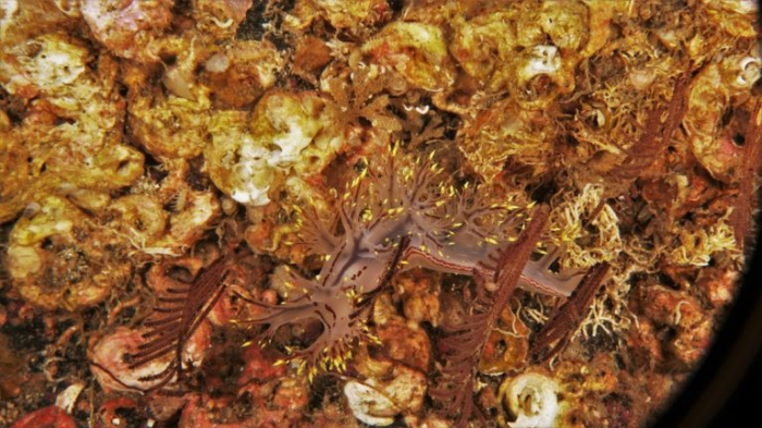 Dendronotus yrjargul Korshunova, Bakken, Grøtan, K. B. Johnson, Lundin & Martynov, 2020 Dendronotus yrjargul Korshunova, Bakken, Grøtan, K. B. Johnson, Lundin & Martynov, 2020