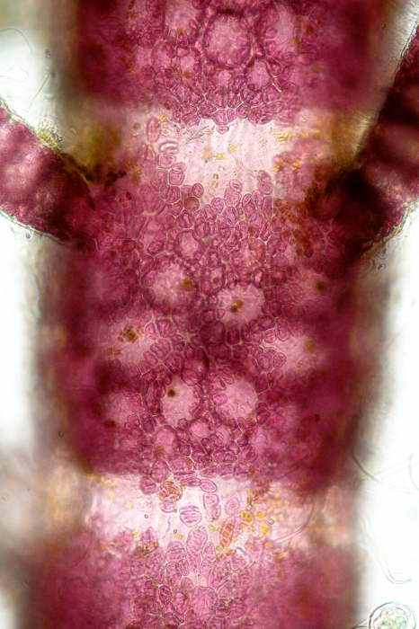 Ceramium pallidum Ceramium pallidum