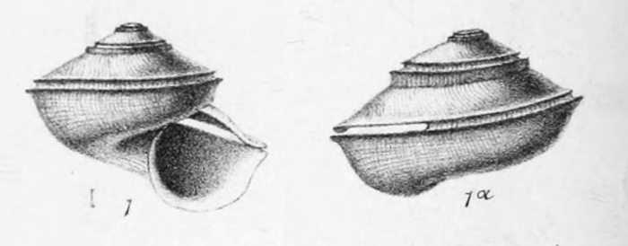 Scissurella umbilicata Jeffreys, 1883, original figure pl. 19 fig. 1 Scissurella umbilicata Jeffreys, 1883, original figure pl. 19 fig. 1