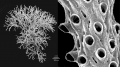 Bryozoa (moss animals)