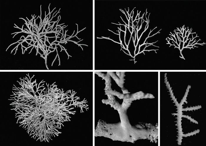 Hornera mediterranea Harmelin, 2020 Hornera mediterranea Harmelin, 2020