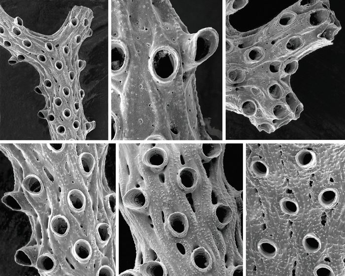 Hornera mediterranea Harmelin, 2020 Hornera mediterranea Harmelin, 2020