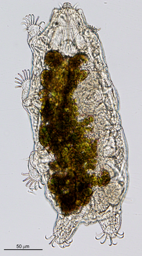 Neoechiniscoides aski Møbjerg, Jørgensen & Kristensen, 2020