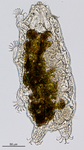 Tardigrada (water bears)
