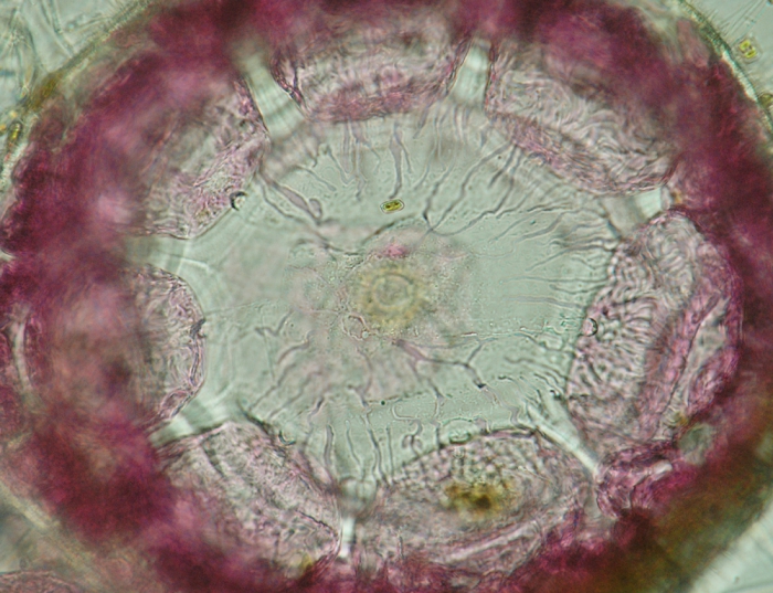 Ceramium pallidum Ceramium pallidum