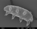 Tardigrada (water bears)