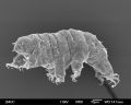 Tardigrada (water bears)